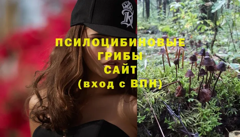 Псилоцибиновые грибы Psilocybe  продажа наркотиков  Ахтубинск 